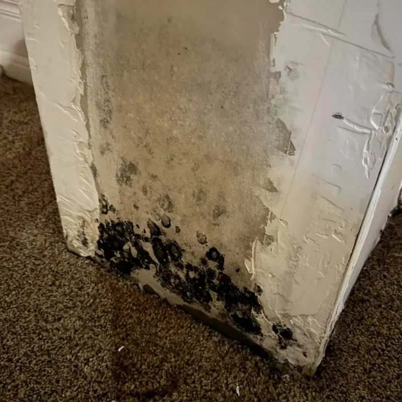 Professional Mold Removal in Monterey County, CA